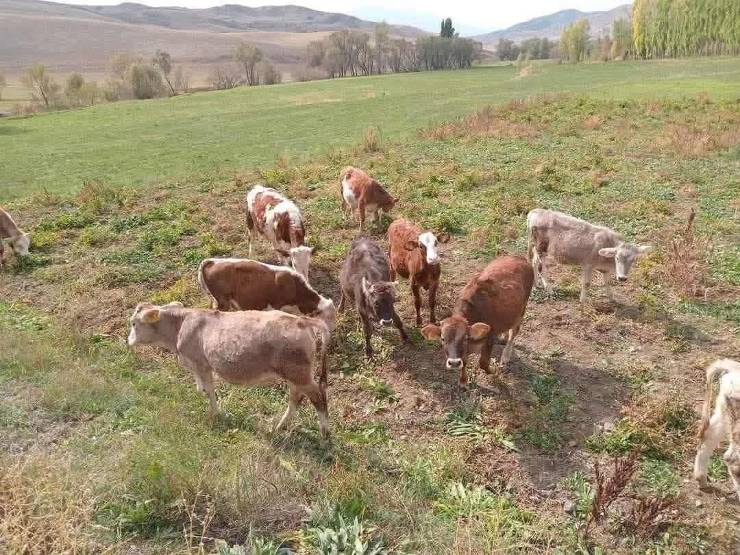 41. Bin. Tanesi. Kapı. Teslim olur. 11 adet. 8 düve. 2. Erkek