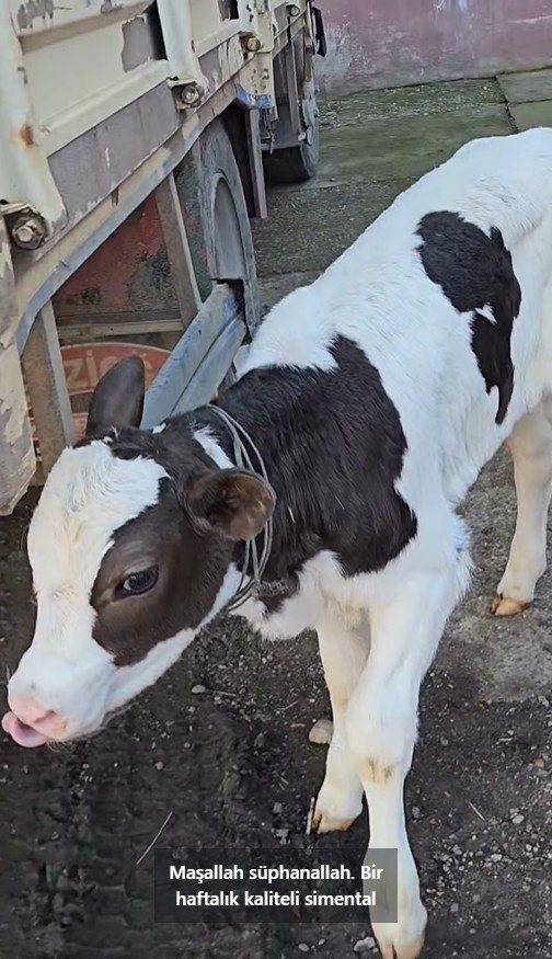 adet kaliteli simental damizlik disi buzaglar