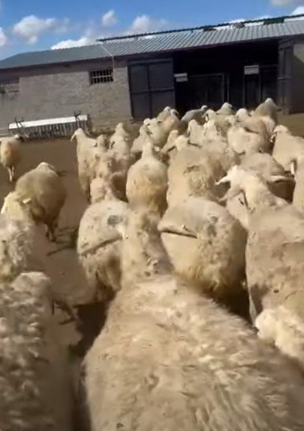 43 adet kuzuluca koyun doğum