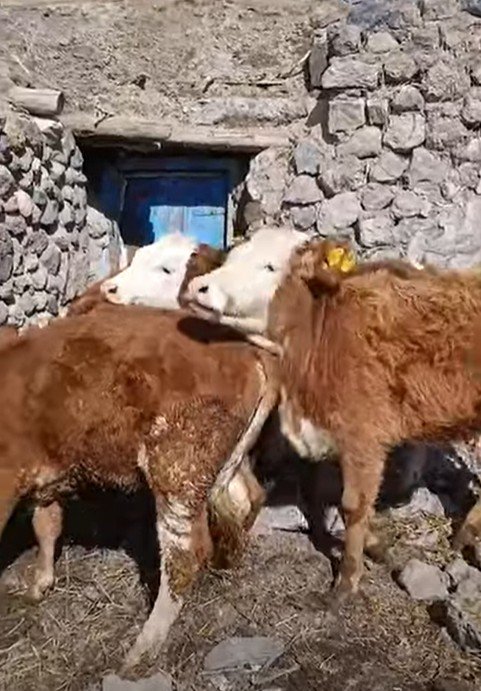 6 adet dışı dana yer köprüköy Erzurum