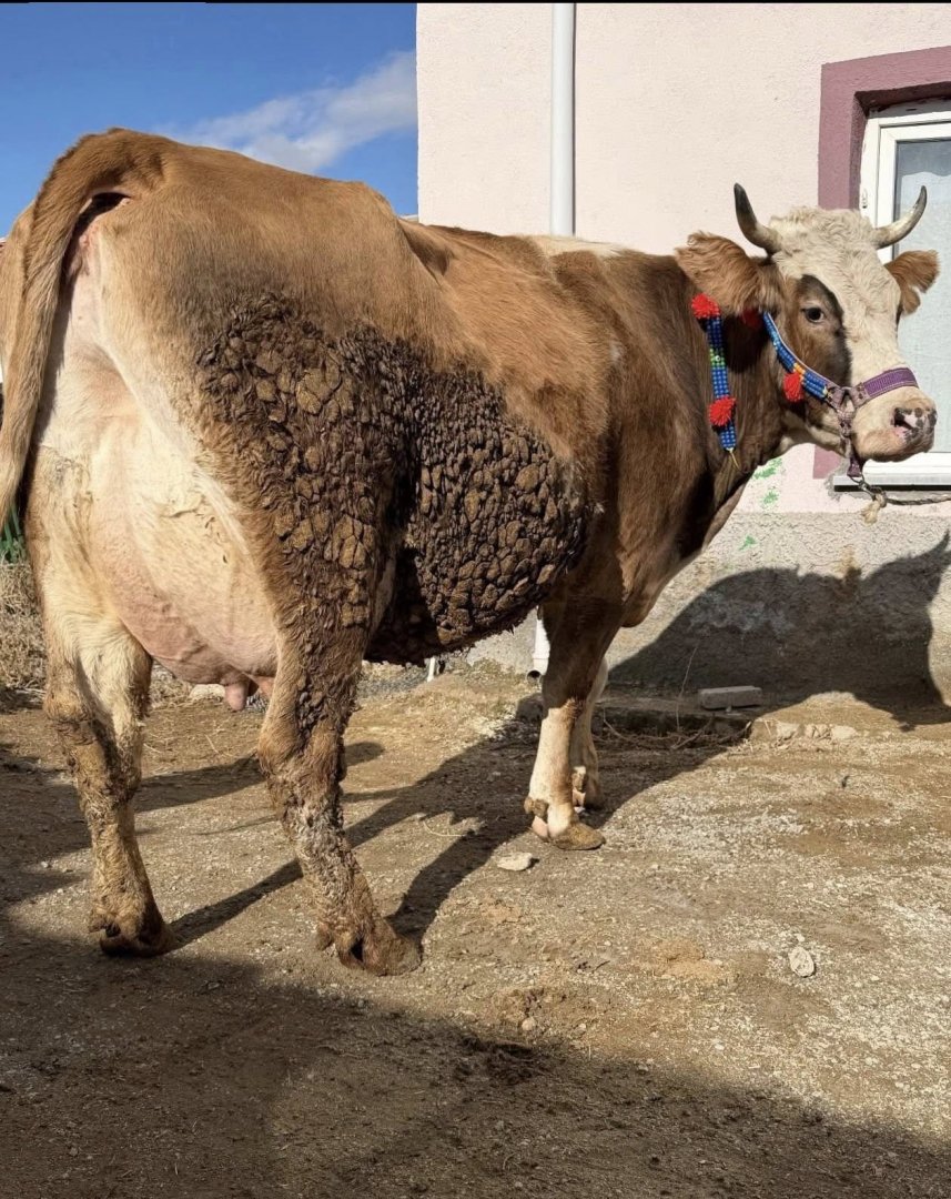 TOPLAM 4 ADET 1 TANESİ 3 ER AYLIK NET GEBE