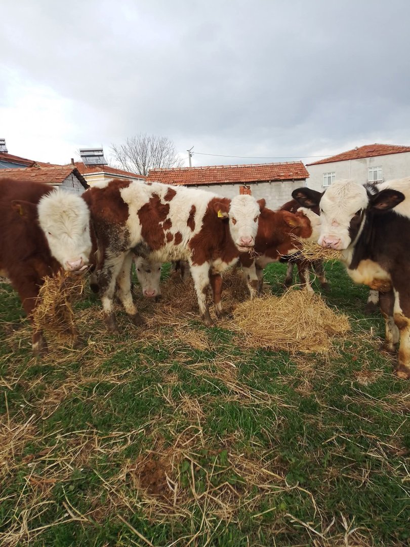 Toplam 14--ADET..A KALİTE DİŞİ DAMIZLIK DÜVE