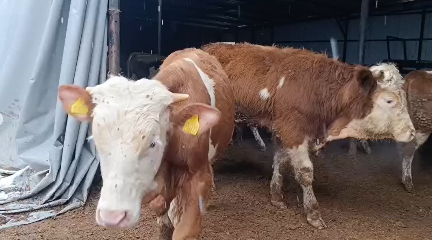 Maşallah full Antika 23 Adet Simental dana