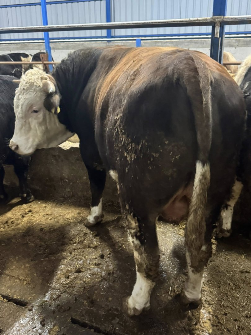 50 adet satılık kurbanlık dana