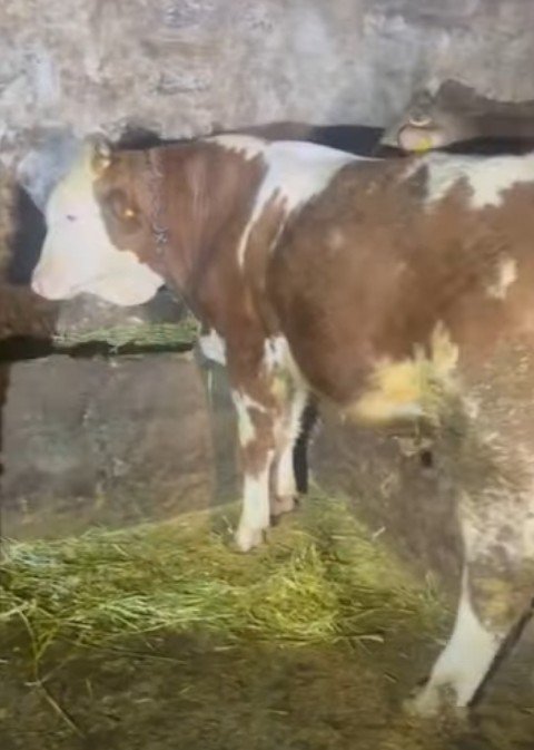 16 tane kaliteli erkek Dana