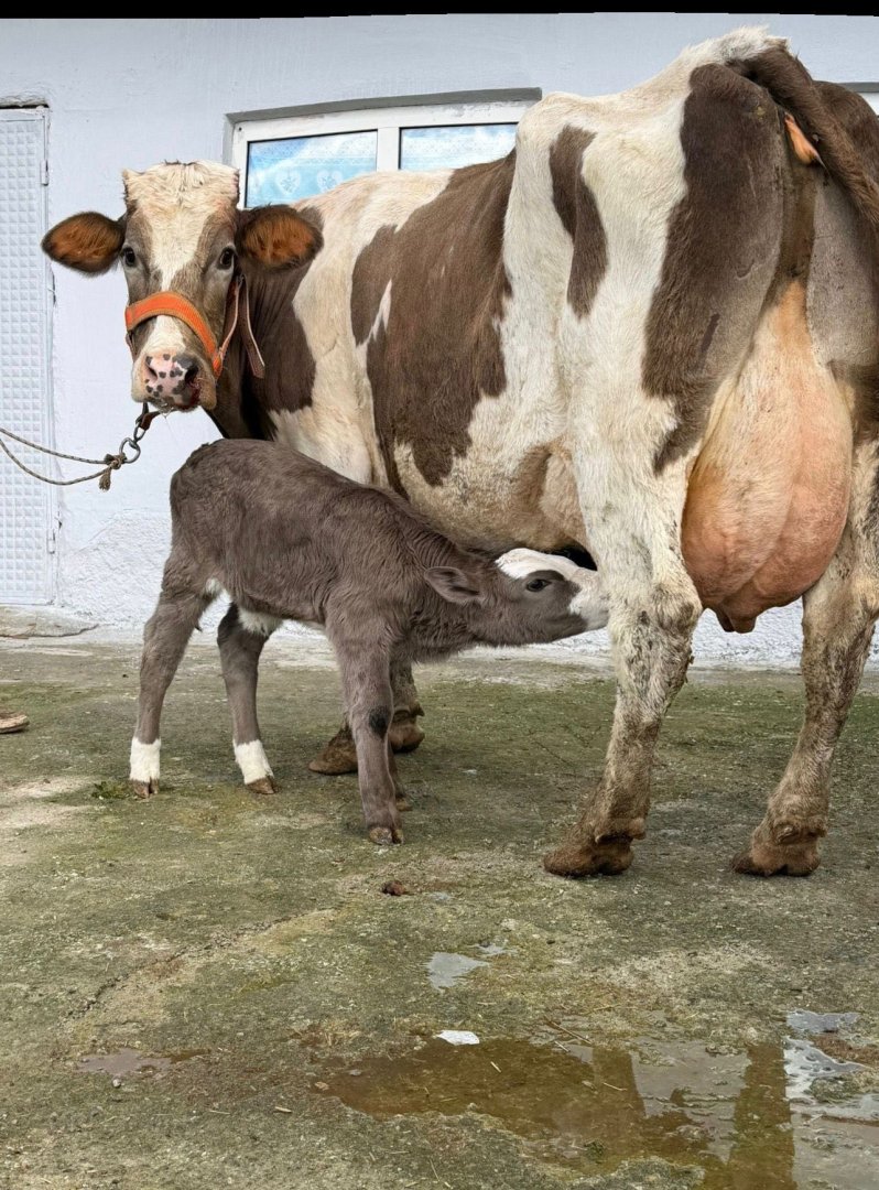 A kalite süt ineklerimi satışa sunuyorum toplamda 7 adet 5 adet taze buzalı süt şampiyonlarım