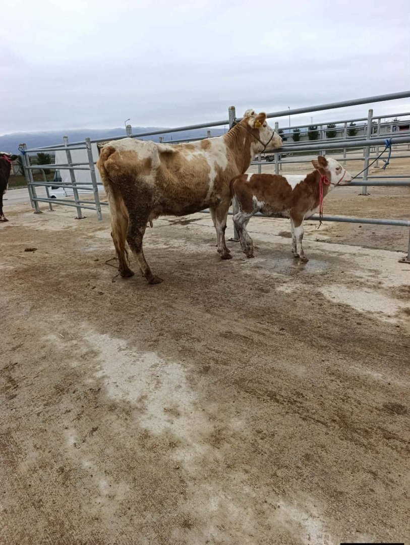 Dişi danalı genç inek