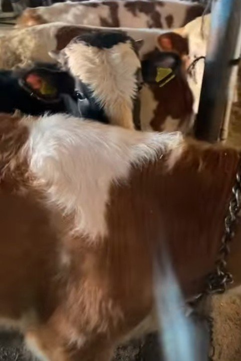 4 erkek dana Kars çamçavuş köyü