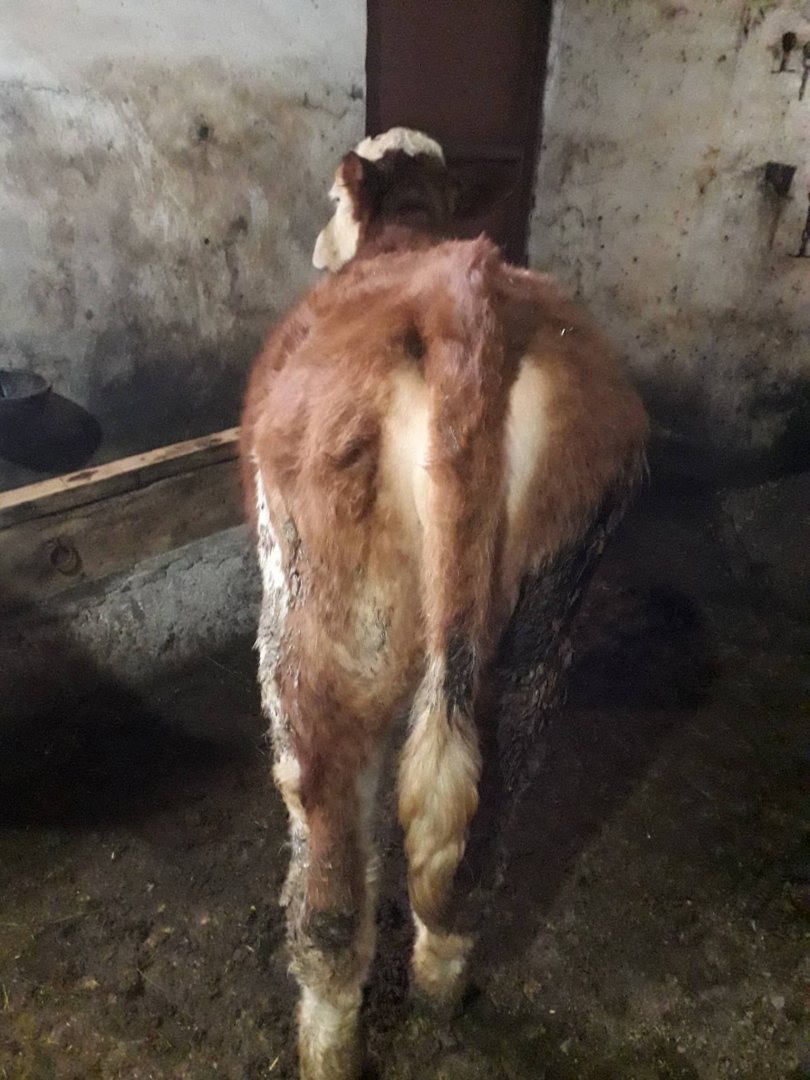 1adet düve ister damızlık ister kurban olur 1adet köy dişi danası ile de takas olur akyaka delever