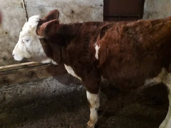 1adet düve satılık ister damızlık ister kurban