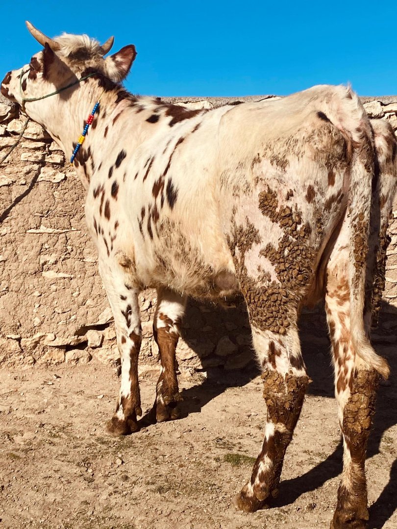 1 Adet A kalite simantal