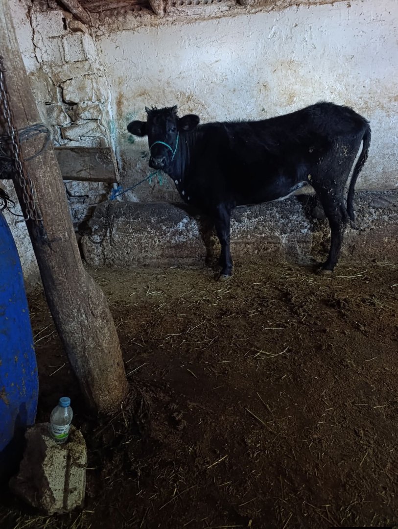 Kurbanlık kapaklı düve