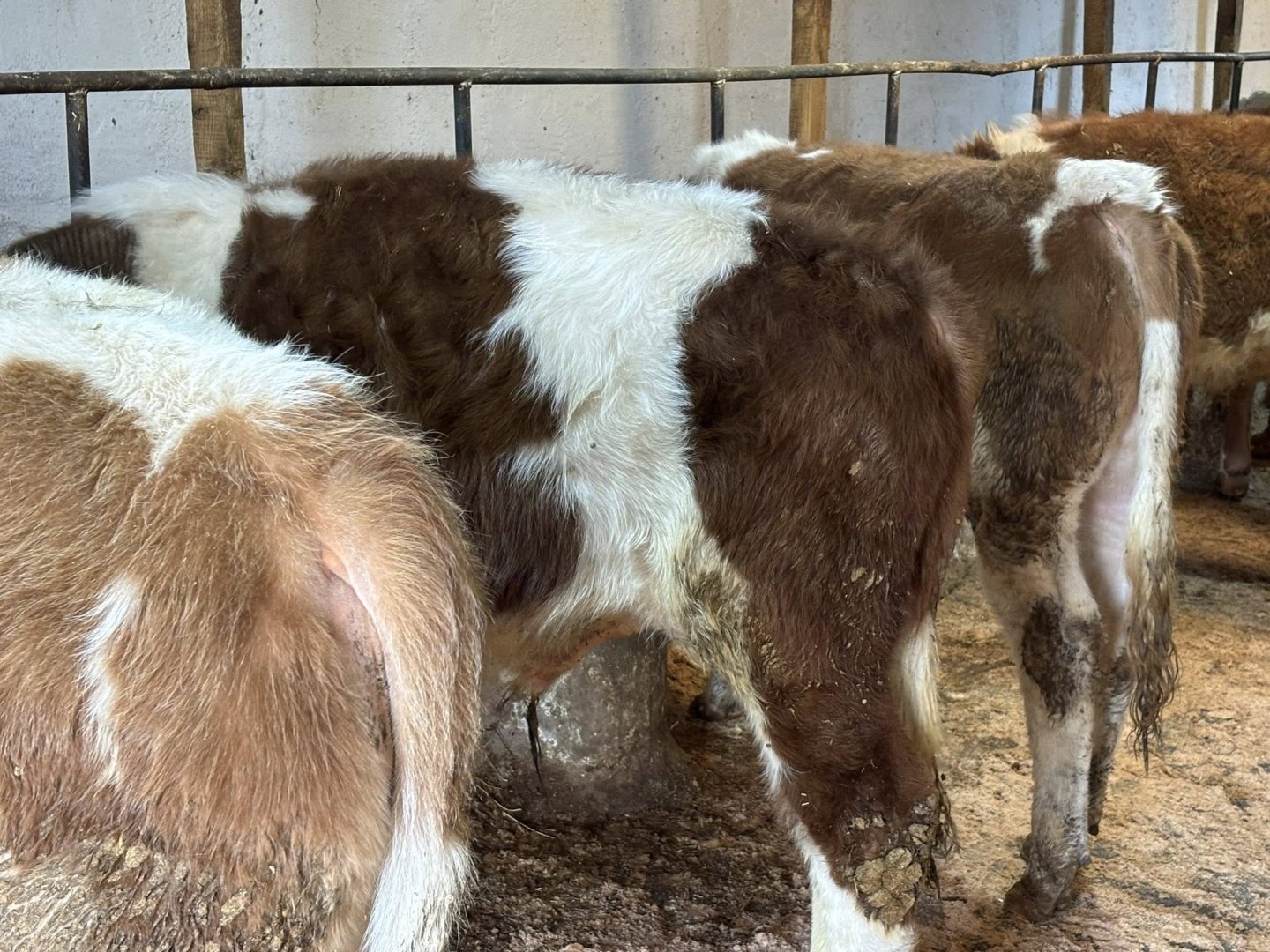 Toplam12 12erkek  Simental Dana 6ila 10Aylıklar