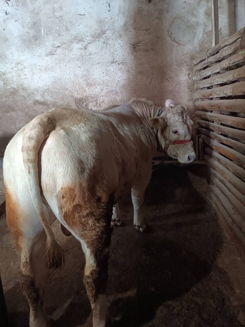 Satılık tosun hem kurban hemde damızlık