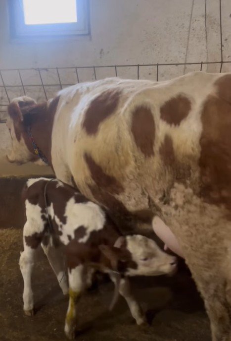 Süt ırkı Erkek Danalı yeni doğum yapmış Düvemiz satışta