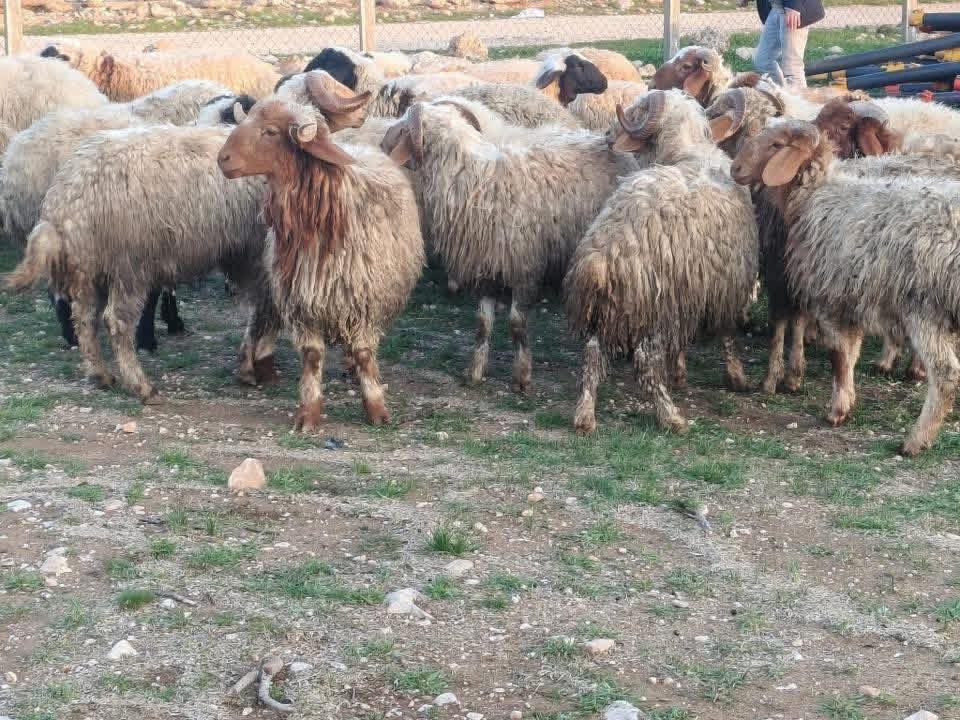 Kampanya 37 erkek toklu hepsi kurbana yetişir