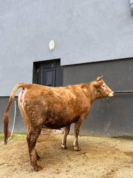 Kendi yetiştirmem ilk doğumunu yapacak Jersey kırması düve.