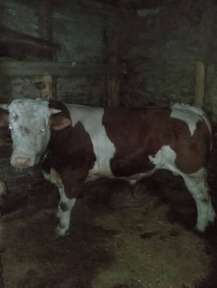 Hakiki damızlık simentaller. 3 u 750 bin lira