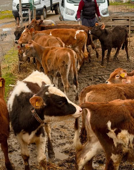 Süt Buzağ fiyatına