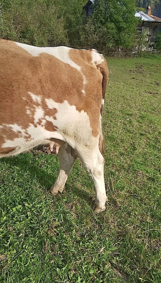 5 buçuk aylık inek