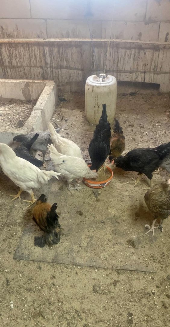 3 aylık karışık cins tavuk ve horoz 11 adet