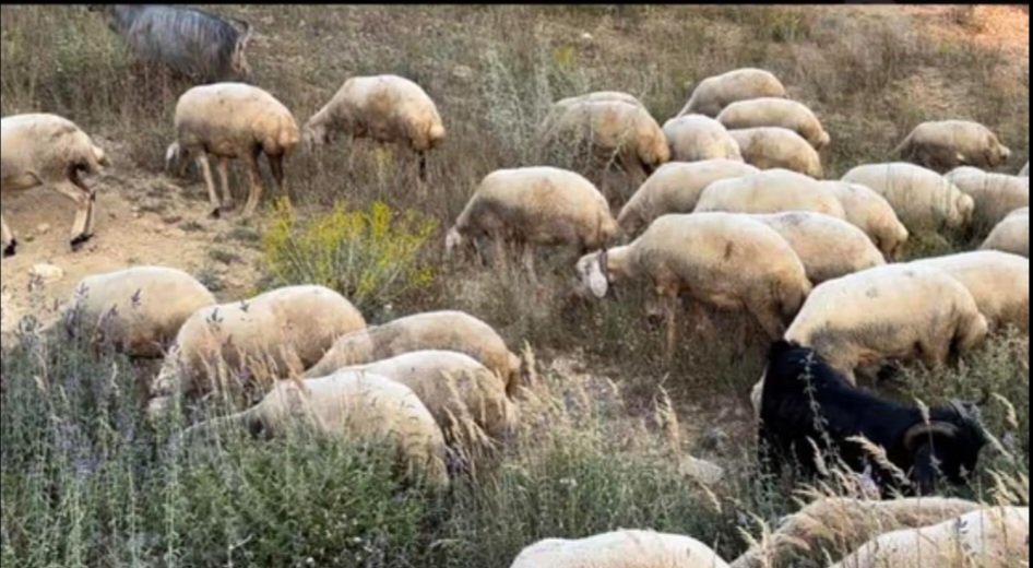 110 tane şişek koyun kangal cinsi tanesi 25 bin tl